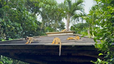 石垣やいま村に投稿された画像（2025/7/21）