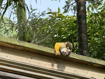 石垣やいま村に投稿された画像（2025/7/21）