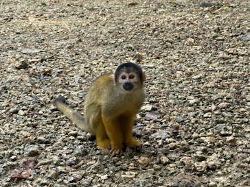 石垣やいま村に投稿された画像（2025/7/21）