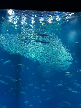 アクアワールド茨城県大洗水族館に投稿された画像（2025/7/21）