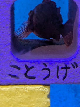 竹島水族館に投稿された画像（2025/7/21）
