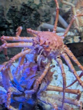 竹島水族館に投稿された画像（2025/7/21）