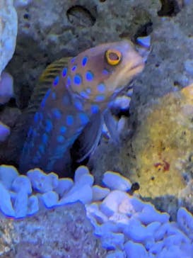 竹島水族館に投稿された画像（2025/7/21）