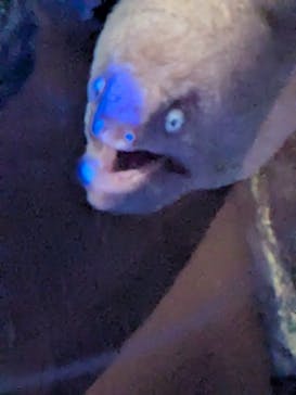 竹島水族館に投稿された画像（2025/7/21）