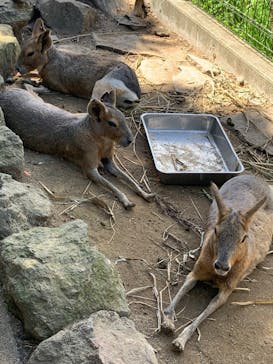 伊豆シャボテン動物公園に投稿された画像（2025/7/21）