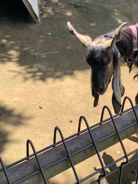 伊豆シャボテン動物公園に投稿された画像（2025/7/21）