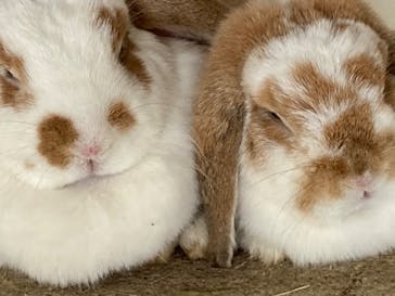 成田ゆめ牧場に投稿された画像（2025/7/21）