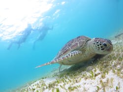 アマミエンシスに投稿された画像（2025/7/21）