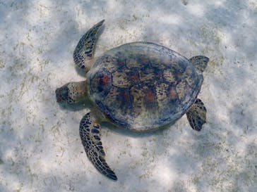 OKIDOKIマリンツアー宮古島に投稿された画像（2025/7/21）