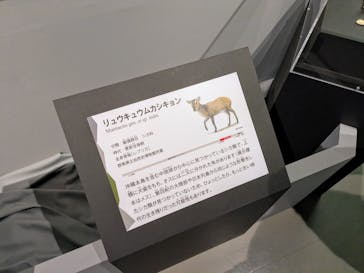 特別展「氷河期展 〜人類が見た4万年前の世界〜」（国立科学博物館）に投稿された画像（2025/7/21）