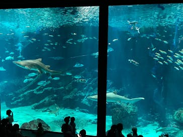 マリンワールド海の中道に投稿された画像（2025/7/21）