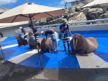 大分マリーンパレス水族館 「うみたまご」に投稿された画像（2025/7/21）