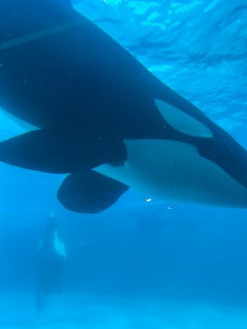 鴨川シーワールドに投稿された画像（2025/7/21）