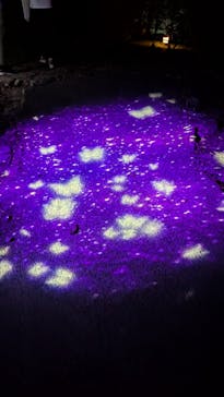 ニジゲンノモリに投稿された画像（2025/7/21）