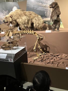 特別展「氷河期展 〜人類が見た4万年前の世界〜」（国立科学博物館）に投稿された画像（2025/7/21）