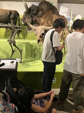 特別展「氷河期展 〜人類が見た4万年前の世界〜」（国立科学博物館）に投稿された画像（2025/7/21）