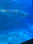 沖縄美ら海水族館に投稿された画像（2025/7/21）