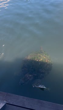 串本海中公園水族館に投稿された画像（2025/7/21）