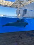 上越市立水族博物館 うみがたりに投稿された画像（2025/7/21）