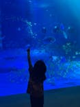 のとじま水族館に投稿された画像（2025/7/21）