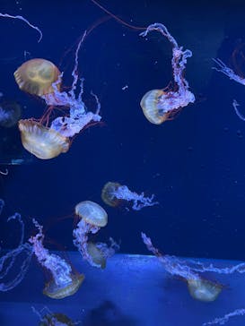 すみだ水族館に投稿された画像（2025/7/21）