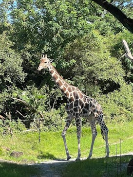 天王寺動物園に投稿された画像（2025/7/21）