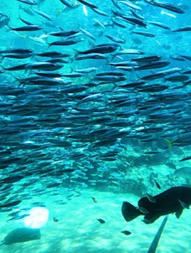 九十九島パールシーリゾートに投稿された画像（2025/7/21）