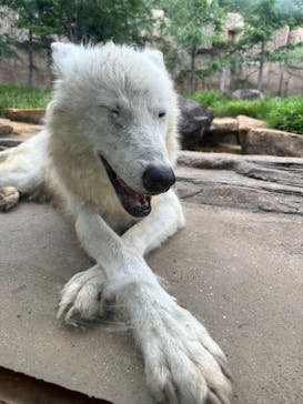 那須どうぶつ王国に投稿された画像（2025/7/21）