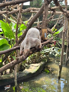 那須どうぶつ王国に投稿された画像（2025/7/21）