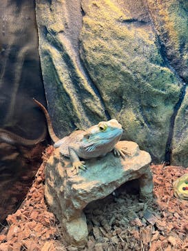 リトルモンスター展～「うゎっ」と「ぅわぁ～」のいきものたち～ @新潟県立自然科学館に投稿された画像（2025/7/21）