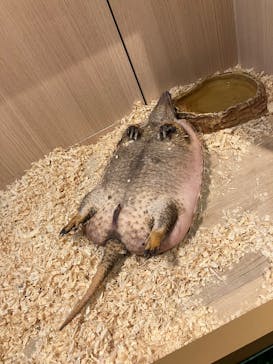 リトルモンスター展～「うゎっ」と「ぅわぁ～」のいきものたち～ @新潟県立自然科学館に投稿された画像（2025/7/21）