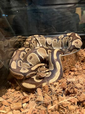 リトルモンスター展～「うゎっ」と「ぅわぁ～」のいきものたち～ @新潟県立自然科学館に投稿された画像（2025/7/21）