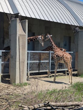 霞ケ浦 どうぶつとみんなのいえに投稿された画像（2025/7/21）