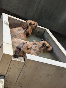 霞ケ浦 どうぶつとみんなのいえに投稿された画像（2025/7/21）