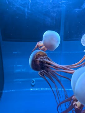 すみだ水族館に投稿された画像（2025/7/21）