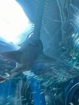 マクセル アクアパーク品川に投稿された画像（2025/7/21）