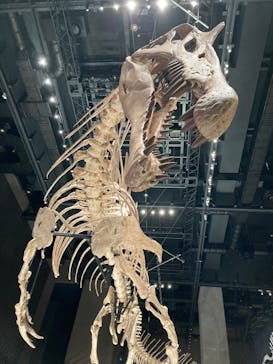 福井県立恐竜博物館に投稿された画像（2025/7/21）