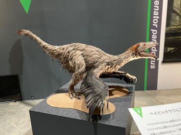 福井県立恐竜博物館に投稿された画像（2025/7/21）