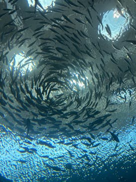 上越市立水族博物館 うみがたりに投稿された画像（2025/7/21）