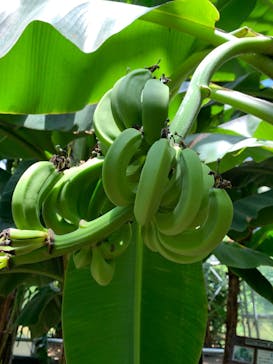 熱川バナナワニ園に投稿された画像（2025/7/21）