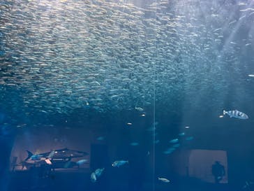 名古屋港水族館に投稿された画像（2025/7/21）