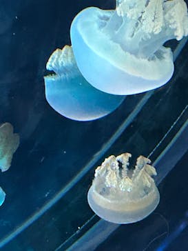 名古屋港水族館に投稿された画像（2025/7/21）