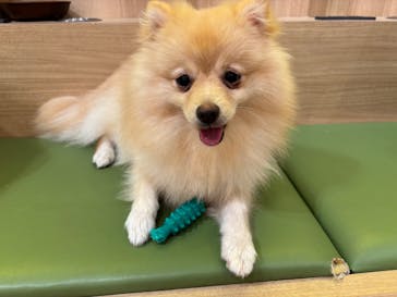 いぬカフェRio 浅草店に投稿された画像（2025/7/21）