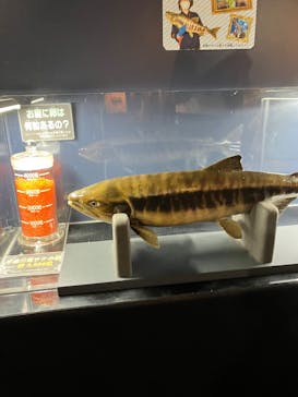 サケのふるさと 千歳水族館に投稿された画像（2025/7/21）