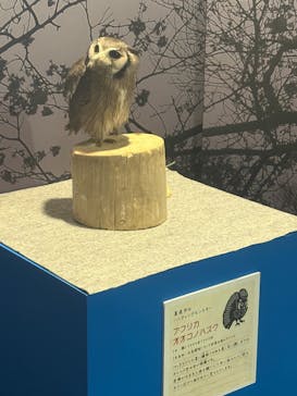 リトルモンスター展～「うゎっ」と「ぅわぁ～」のいきものたち～ @新潟県立自然科学館に投稿された画像（2025/7/21）