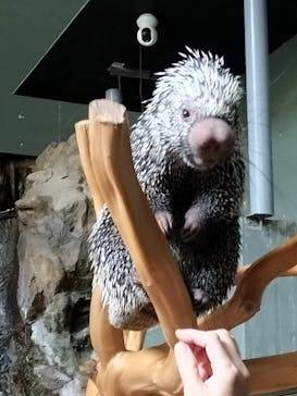 カワスイ 川崎⽔族館に投稿された画像（2025/7/21）