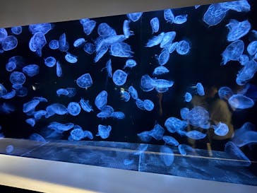 横浜・八景島シーパラダイスに投稿された画像（2025/7/21）