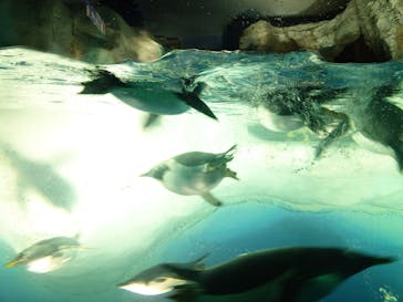 名古屋港水族館に投稿された画像（2025/7/21）