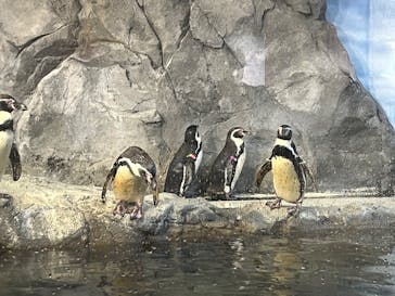 新江ノ島水族館に投稿された画像（2025/7/21）