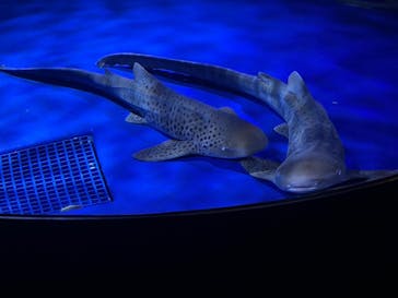 新江ノ島水族館に投稿された画像（2025/7/21）